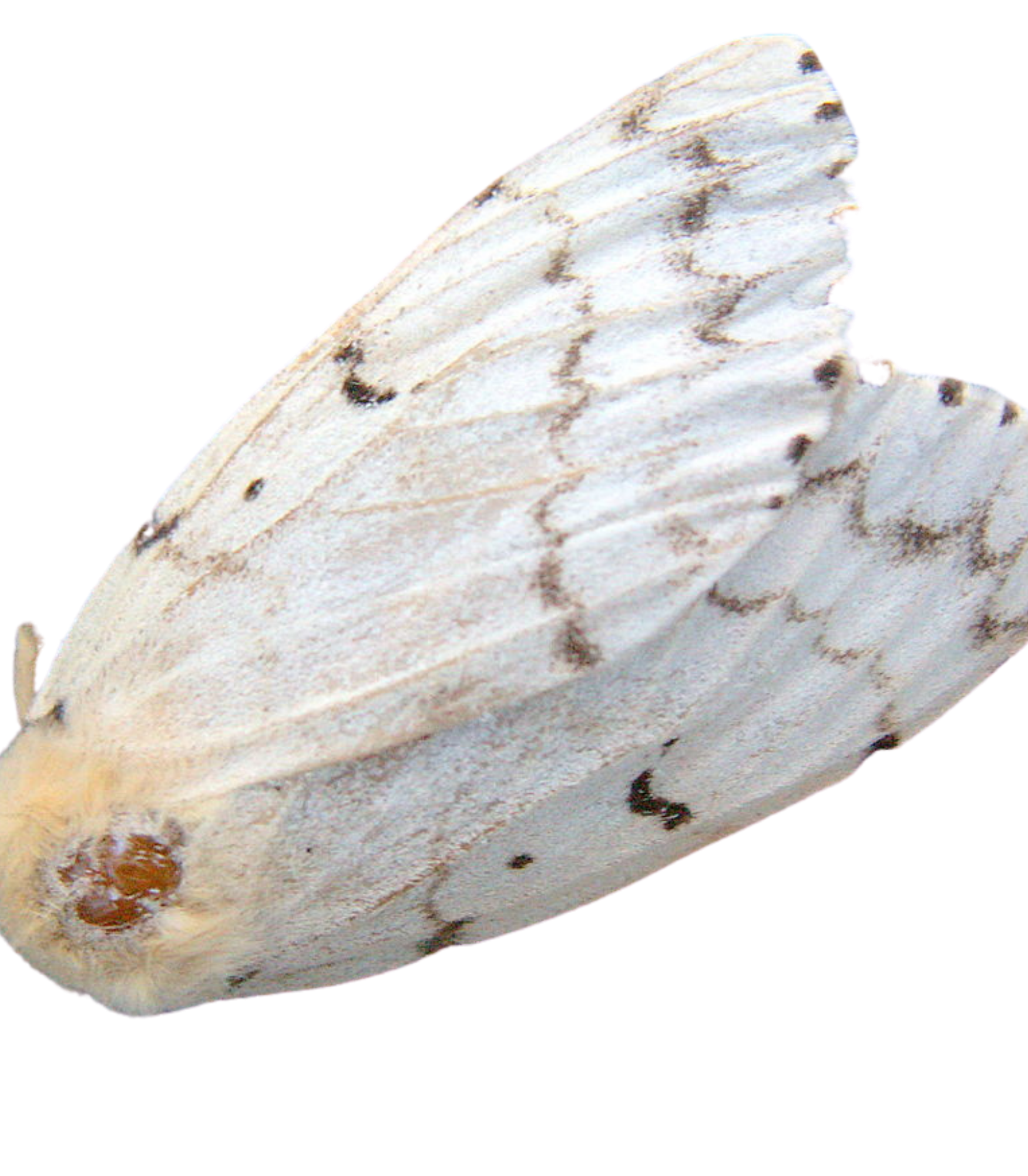 Gypsy moth