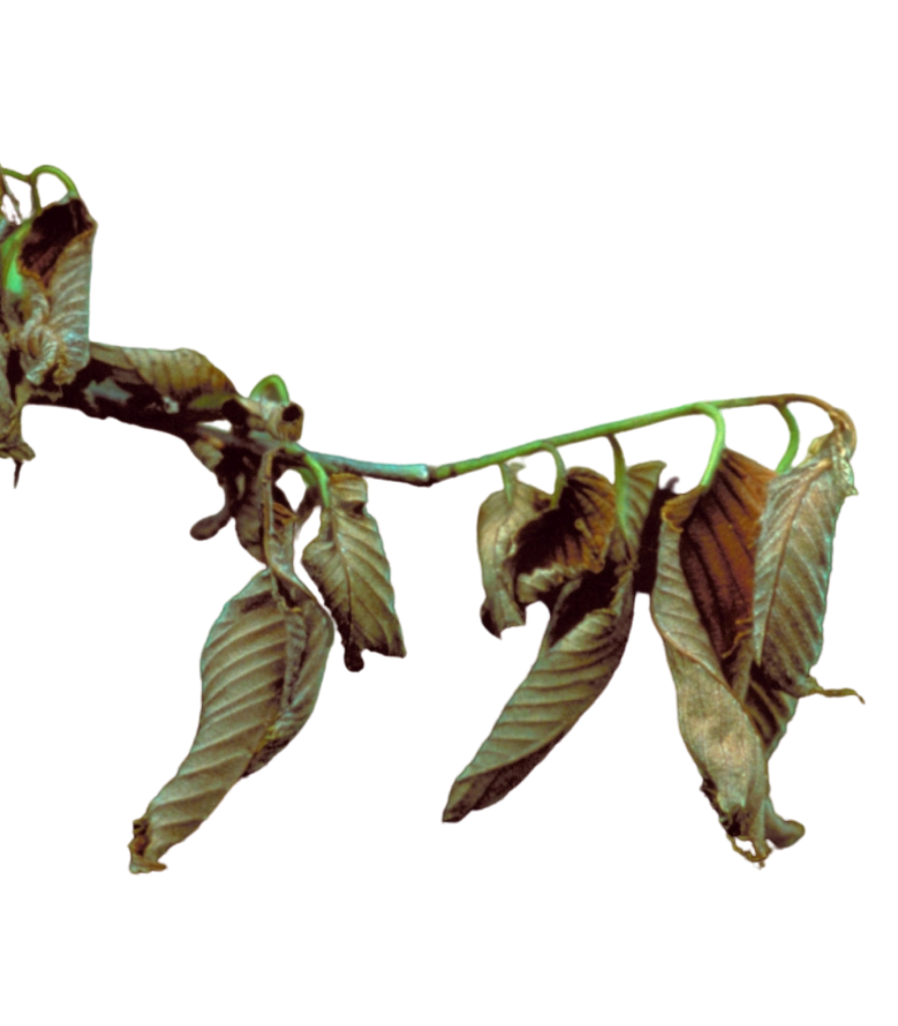 Dutch elm disease