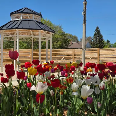 Spring Tulips, Jack Downing Park